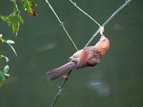 鸟吃生瓜的视频,自然界的奇妙食趣