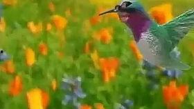 鸟吃生瓜的视频,自然界的奇妙食趣