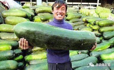 不会吃瓜的渣,探寻其背后的故事与真相