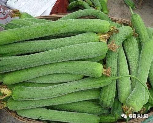 不会吃瓜的渣,探寻其背后的故事与真相