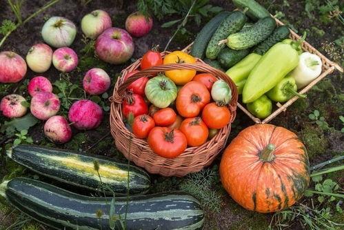 吃瓜吃到身上的身体,揭秘“瓜身”背后的健康隐患