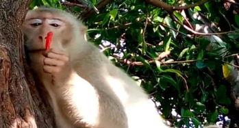 看猴吃瓜,一场别开生面的趣味盛宴