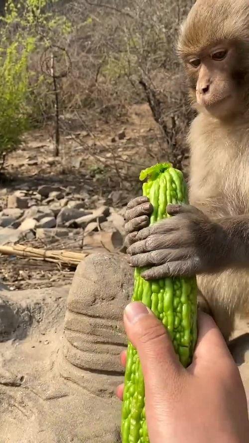 看猴吃瓜,一场别开生面的趣味盛宴