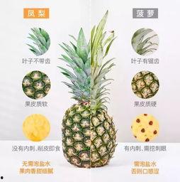 梦见吃瓜抱瓜,瓜果飘香，瓜趣盎然