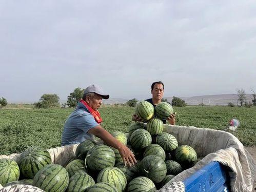 吨吨吨吃瓜,揭秘瓜界“吃货”的奇妙食旅