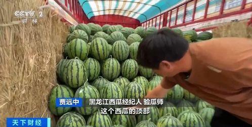 玉师厚德吃瓜,一场别开生面的校园盛宴