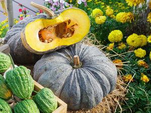 吃头孢能吃瓜吗,揭秘抗生素与食物相克之谜