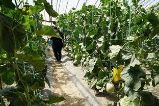 西郊农村吃瓜视频,趣味横生的乡村夏日生活