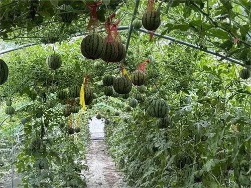 西郊农村吃瓜视频,趣味横生的乡村夏日生活