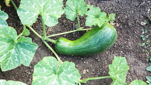 夏天吃瓠瓜有毒吗,瓠瓜中毒风险解析