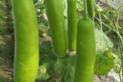 夏天吃瓠瓜有毒吗,瓠瓜中毒风险解析