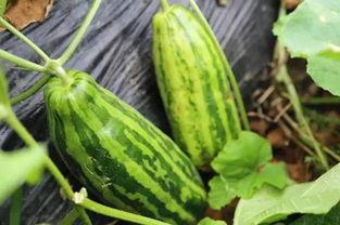 自由吃瓜啥意思,揭秘网络时代的娱乐心态与社交现象