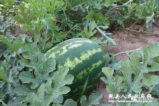 梁山拳铺吃瓜,吃瓜群众眼中的江湖风云