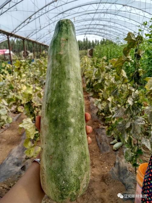 带你吃瓜山城,尽享“吃瓜”之旅