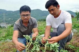 早上的重庆人吃瓜图,瓜果飘香，市民共享悠闲时光