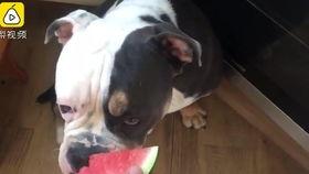 吵架狗猫吃瓜,一场关于吃瓜的激烈争吵