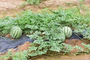 三瓜公社在哪吃,探寻当地特色美食之旅