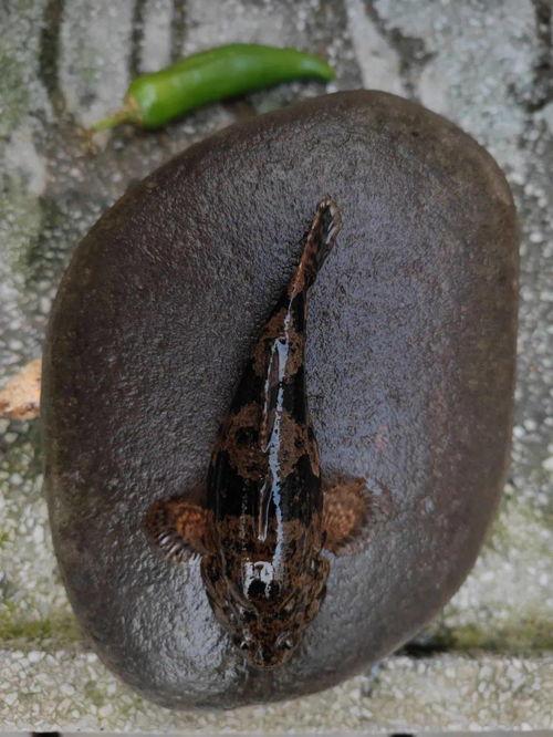 野生小溪吃瓜,野生小溪的夏日瓜果盛宴