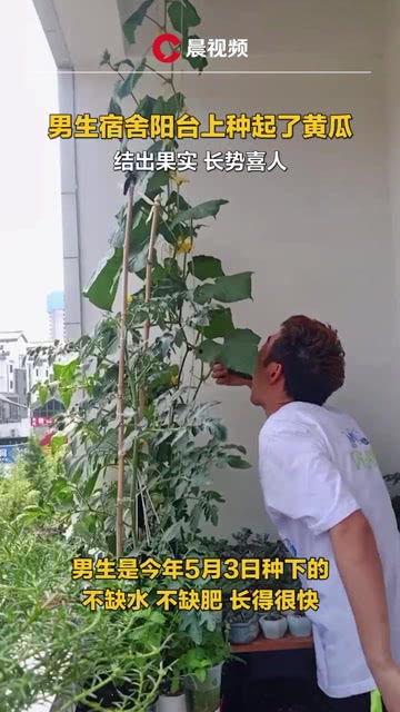 河南学校宿舍吃瓜,揭秘校园食品安全疑云