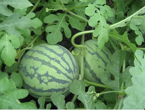 北山吃瓜,揭秘娱乐圈背后的那些事儿