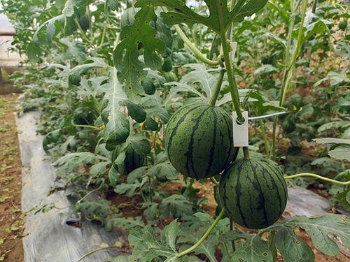 永康吃瓜小分队,揭秘当地美食圈的热辣故事