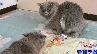 吃瓜小熊胖猫,揭秘萌宠界的美食探险记