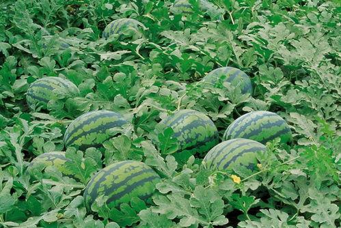 云南草地吃瓜视频大全,瓜果飘香，尽享田园风情