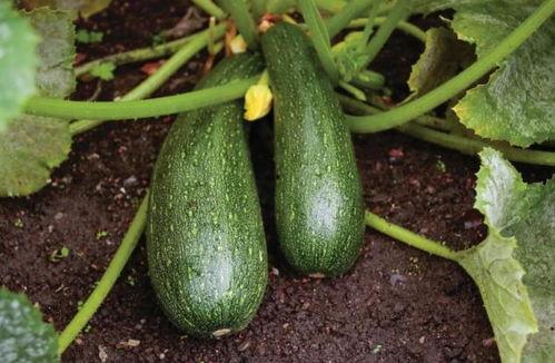 吃秋瓜的好处,润燥养颜，秋季健康生活必备良品