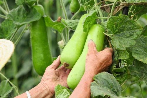 吃秋瓜的好处,润燥养颜，秋季健康生活必备良品