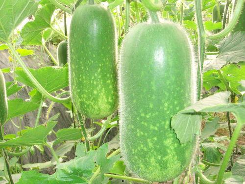 嫰圆瓜怎么吃,解锁美味新境界