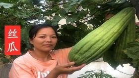 嫰圆瓜怎么吃,解锁美味新境界