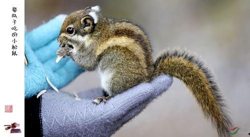 给小松鼠吃瓜,小松鼠的甜蜜瓜果时光