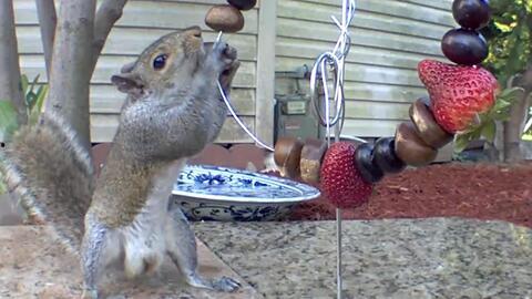 给小松鼠吃瓜,小松鼠的甜蜜瓜果时光