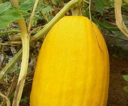 金色瓜怎么吃,解锁瓜果新吃法