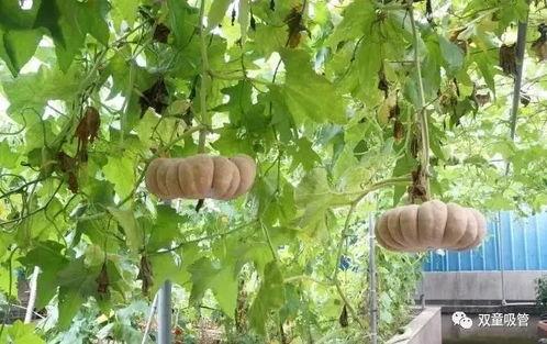 吃瓜模式大全,轻松掌握娱乐圈八卦风向标