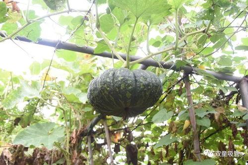 吃瓜模式大全,轻松掌握娱乐圈八卦风向标