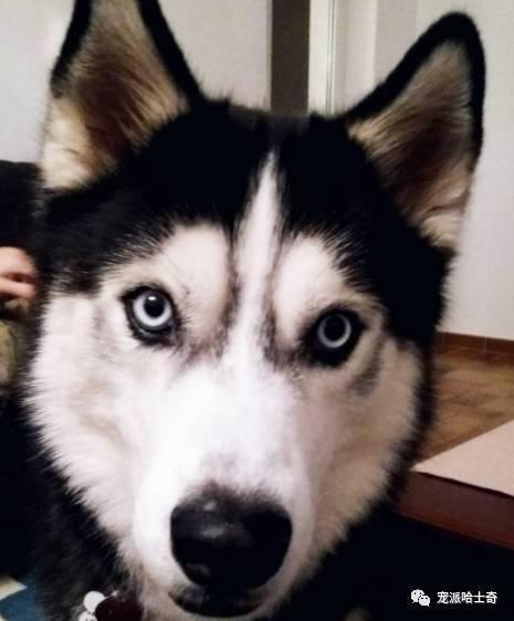 吃瓜人狗大战,一场跨界冲突的趣味解读