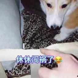 吃瓜仔仔,揭秘娱乐圈幕后故事