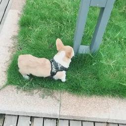 吃瓜仔仔,揭秘娱乐圈幕后故事