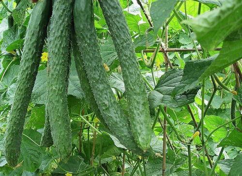 天天吃瓜好处,揭秘天天吃瓜的五大益处