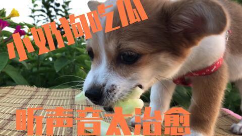 狗狗吃的瓜,瓜类美食的诱惑与营养