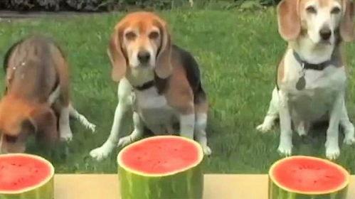 狗狗吃的瓜,瓜类美食的诱惑与营养