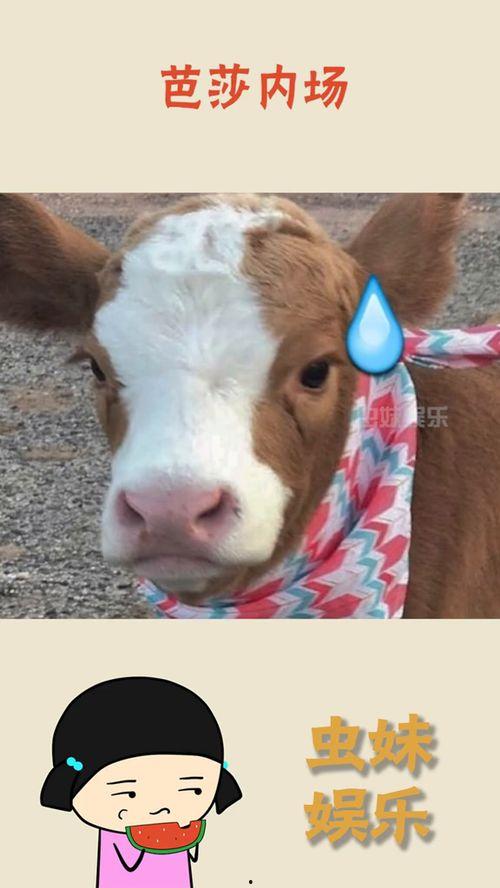 抖音游客吃瓜,游客现场吃瓜，揭秘网红景点幕后趣闻