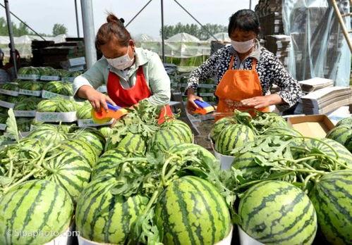 吃瓜季节的视频,揭秘热门视频背后的故事与真相
