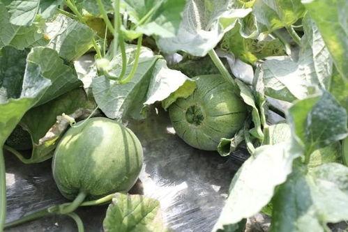 吃瓜季节的视频,揭秘热门视频背后的故事与真相