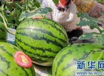 威海吃瓜事件主角信息,揭秘主角背后的故事与争议