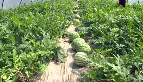 威海吃瓜事件主角信息,揭秘主角背后的故事与争议