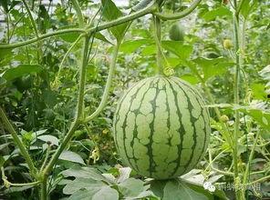 无锡房产圈吃瓜,吃瓜群众揭秘幕后故事