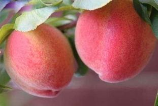 吃瓜窗外桃,揭秘桃子背后的故事