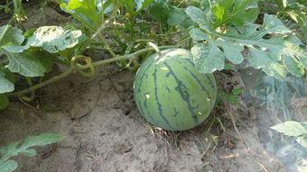 西安飞盘圈吃瓜